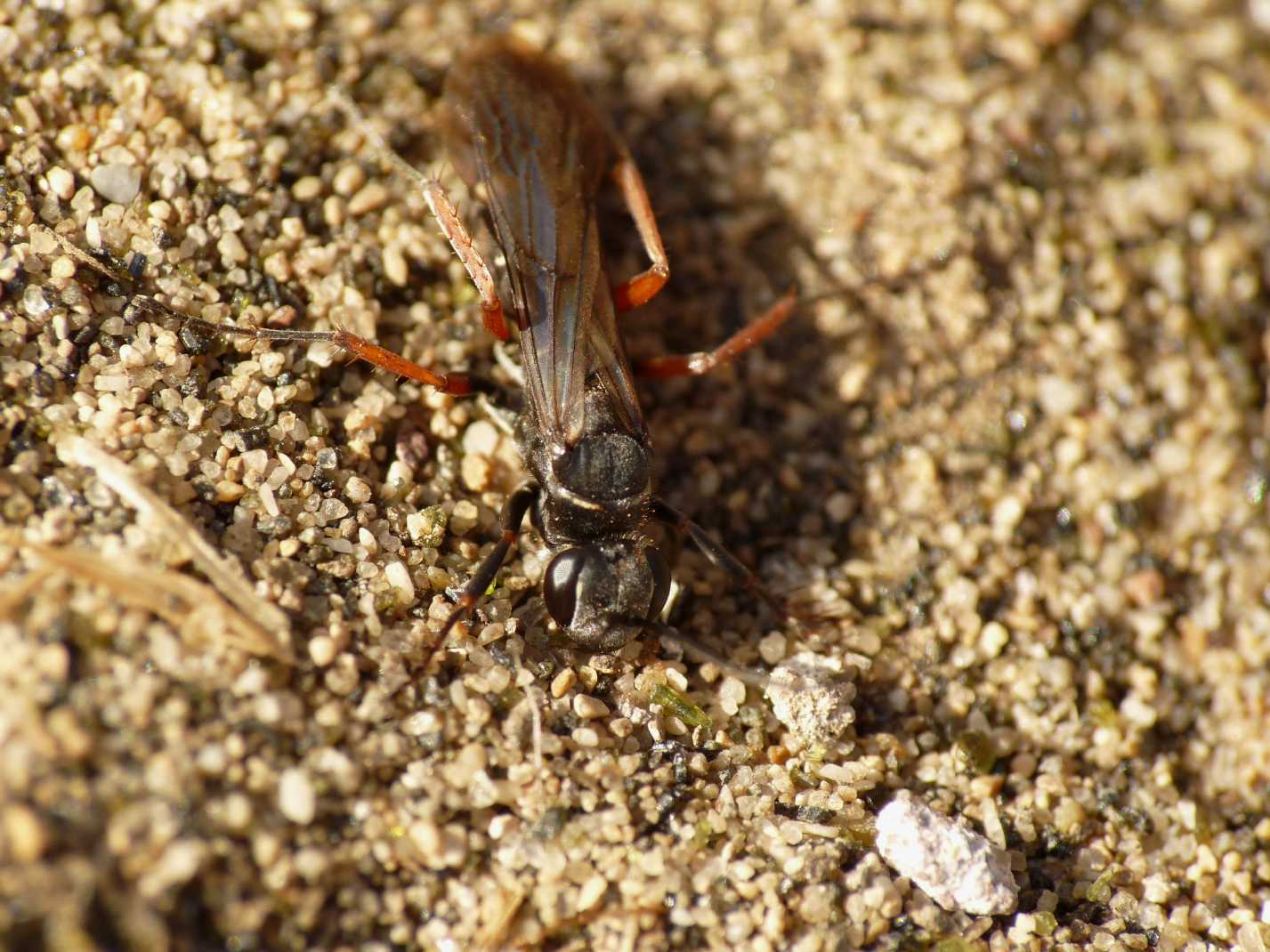 Pompilidae mediopiccolo nero zampe rosse